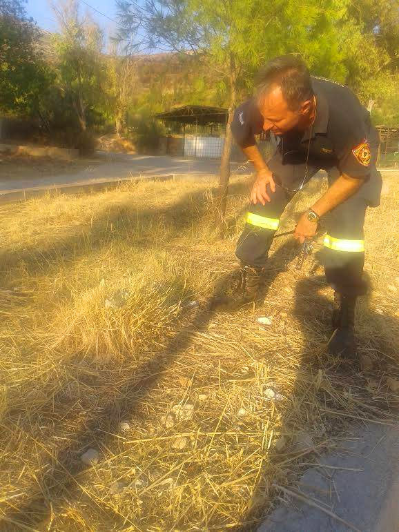 Στέλιος Θεοδοσόπουλος