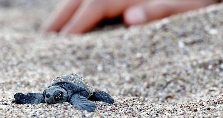 ΑΡΧΕΛΩΝ, ΓΛΥΦΑΔΑ