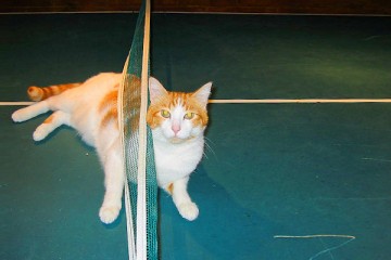 γατούλες Ping Pong