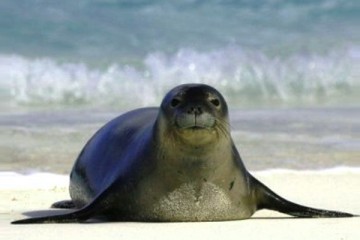 Η φώκια της Σάμου