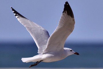 ΠΛΑΣΤΙΚΑ ΣΤΗ ΘΑΛΑΣΣΑ