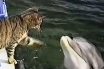 γατούλα - δελφίνια