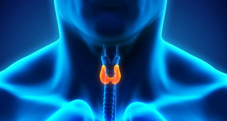 Θυρεοειδής