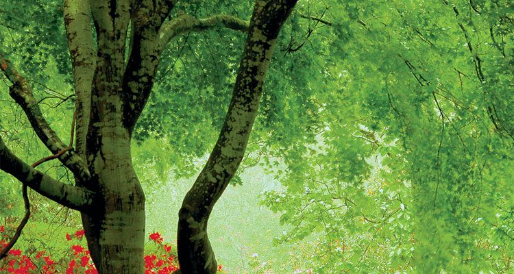 ΔΗΜΟΣ ΓΛΥΦΑΔΑΣ