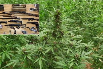 δενδρύλλια κάνναβης