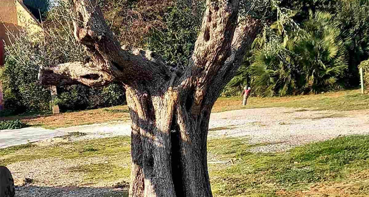 αιωνόβιες ελιές